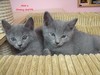 Dumny Kot*PL, Norwegian Forest Cat and Russian Blue cattery