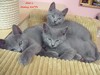 Dumny Kot*PL, Norwegian Forest Cat and Russian Blue cattery