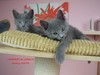 Dumny Kot*PL, Norwegian Forest Cat and Russian Blue cattery