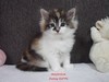 Dumny Kot*PL, Norwegian Forest Cat and Russian Blue cattery