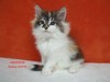 Dumny Kot*PL, Norwegian Forest Cat and Russian Blue cattery