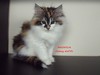 Dumny Kot*PL, Norwegian Forest Cat and Russian Blue cattery