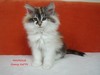 Dumny Kot*PL, Norwegian Forest Cat and Russian Blue cattery