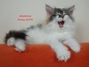 Dumny Kot*PL, Norwegian Forest Cat and Russian Blue cattery