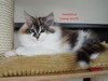 Dumny Kot*PL, Norwegian Forest Cat and Russian Blue cattery