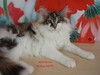 Dumny Kot*PL, Norwegian Forest Cat and Russian Blue cattery