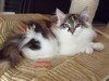 Dumny Kot*PL, Norwegian Forest Cat and Russian Blue cattery