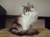 Dumny Kot*PL, Norwegian Forest Cat and Russian Blue cattery