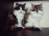 Dumny Kot*PL, Norwegian Forest Cat and Russian Blue cattery