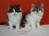 Dumny Kot*PL, Norwegian Forest Cat and Russian Blue cattery