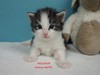 Dumny Kot*PL, Norwegian Forest Cat and Russian Blue cattery