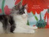 Dumny Kot*PL, Norwegian Forest Cat and Russian Blue cattery