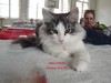 Dumny Kot*PL, Norwegian Forest Cat and Russian Blue cattery