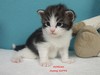 Dumny Kot*PL, Norwegian Forest Cat and Russian Blue cattery