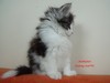 Dumny Kot*PL, Norwegian Forest Cat and Russian Blue cattery