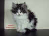 Dumny Kot*PL, Norwegian Forest Cat and Russian Blue cattery