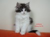 Dumny Kot*PL, Norwegian Forest Cat and Russian Blue cattery