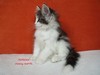 Dumny Kot*PL, Norwegian Forest Cat and Russian Blue cattery