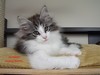 Dumny Kot*PL, Norwegian Forest Cat and Russian Blue cattery