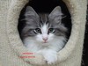 Dumny Kot*PL, Norwegian Forest Cat and Russian Blue cattery