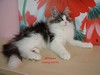 Dumny Kot*PL, Norwegian Forest Cat and Russian Blue cattery