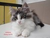 Dumny Kot*PL, Norwegian Forest Cat and Russian Blue cattery