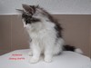 Dumny Kot*PL, Norwegian Forest Cat and Russian Blue cattery