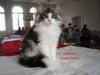 Dumny Kot*PL, Norwegian Forest Cat and Russian Blue cattery