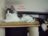 Dumny Kot*PL, Norwegian Forest Cat and Russian Blue cattery