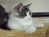 Dumny Kot*PL, Norwegian Forest Cat and Russian Blue cattery