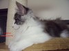 Dumny Kot*PL, Norwegian Forest Cat and Russian Blue cattery