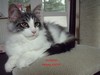 Dumny Kot*PL, Norwegian Forest Cat and Russian Blue cattery