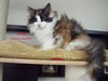 Dumny Kot*PL, Norwegian Forest Cat and Russian Blue cattery