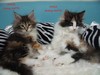 Dumny Kot*PL, Norwegian Forest Cat and Russian Blue cattery