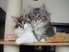 Dumny Kot*PL, Norwegian Forest Cat and Russian Blue cattery