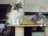 Dumny Kot*PL, Norwegian Forest Cat and Russian Blue cattery