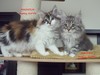 Dumny Kot*PL, Norwegian Forest Cat and Russian Blue cattery