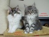 Dumny Kot*PL, Norwegian Forest Cat and Russian Blue cattery