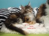 Dumny Kot*PL, Norwegian Forest Cat and Russian Blue cattery