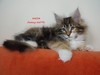 Dumny Kot*PL, Norwegian Forest Cat and Russian Blue cattery