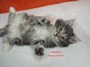 Dumny Kot*PL, Norwegian Forest Cat and Russian Blue cattery