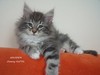 Dumny Kot*PL, Norwegian Forest Cat and Russian Blue cattery