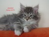 Dumny Kot*PL, Norwegian Forest Cat and Russian Blue cattery