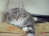 Dumny Kot*PL, Norwegian Forest Cat and Russian Blue cattery