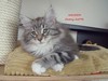 Dumny Kot*PL, Norwegian Forest Cat and Russian Blue cattery