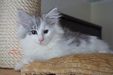 Dumny Kot*PL, Norwegian Forest Cat and Russian Blue cattery