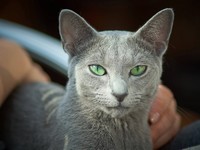 Dumny Kot*PL, Norwegian Forest Cat and Russian Blue cattery