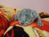 Dumny Kot*PL, Norwegian Forest Cat and Russian Blue cattery