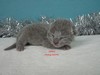 Dumny Kot*PL, Norwegian Forest Cat and Russian Blue cattery