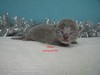 Dumny Kot*PL, Norwegian Forest Cat and Russian Blue cattery